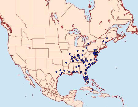 Distribution Data for Enigmogramma basigera