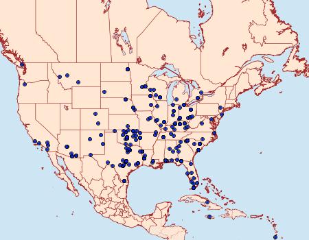 Distribution Data for Rachiplusia ou