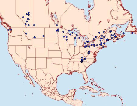 Distribution Data for Diachrysia aereoides