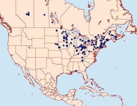 Distribution Data for Diachrysia balluca