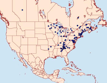 Distribution Data for Chrysanympha formosa