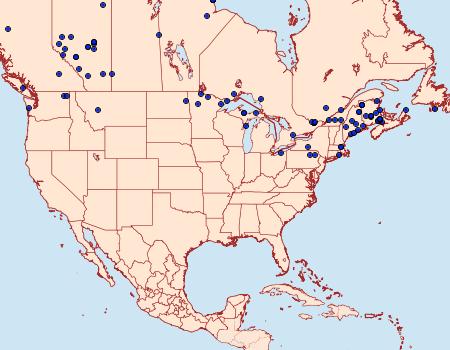 Distribution Data for Syngrapha octoscripta