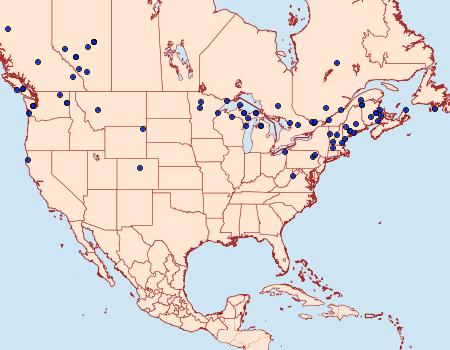 Distribution Data for Syngrapha epigaea