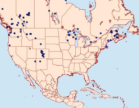 Distribution Data for Syngrapha viridisigma