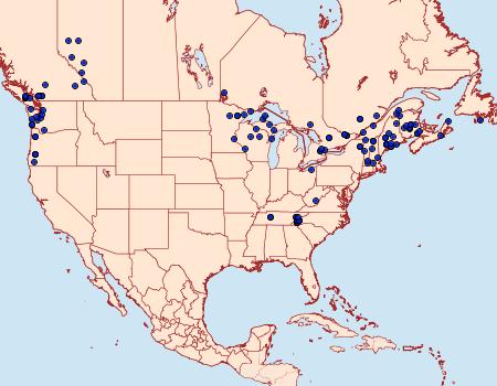 Distribution Data for Syngrapha rectangula