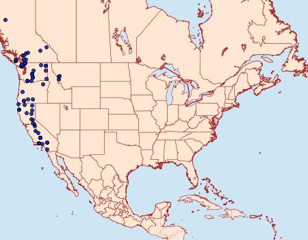 Distribution Data for Syngrapha celsa