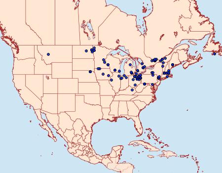 Distribution Data for Plusia contexta