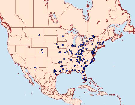 Distribution Data for Marathyssa basalis