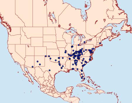 Distribution Data for Paectes pygmaea