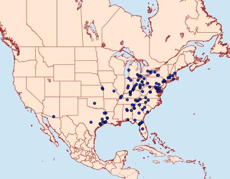 Distribution Data for Marathyssa pulcherrimus