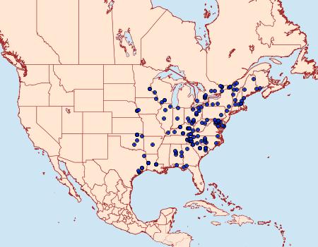 Distribution Data for Baileya dormitans