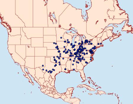 Distribution Data for Baileya australis