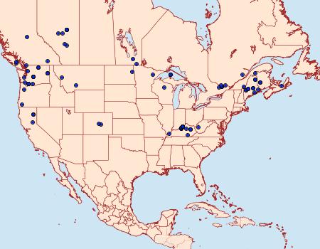 Distribution Data for Nycteola frigidana