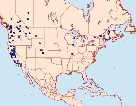 Distribution Data for Nycteola cinereana