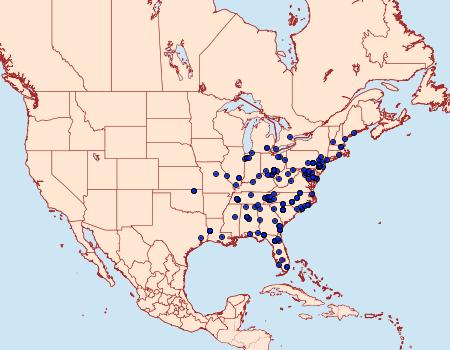 Distribution Data for Meganola phylla