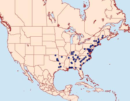 Distribution Data for Nola pustulata