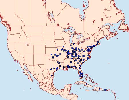 Distribution Data for Nola cereella