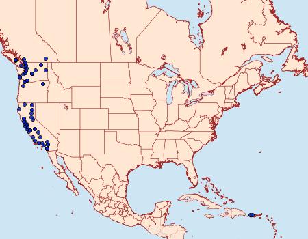 Distribution Data for Nola minna