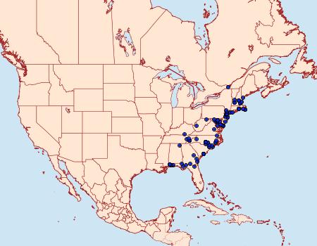 Distribution Data for Nola clethrae