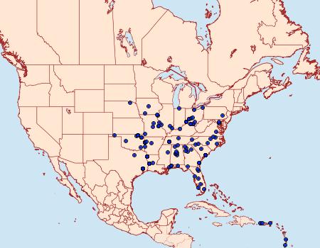 Distribution Data for Tripudia rectangula