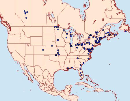 Distribution Data for Deltote bellicula