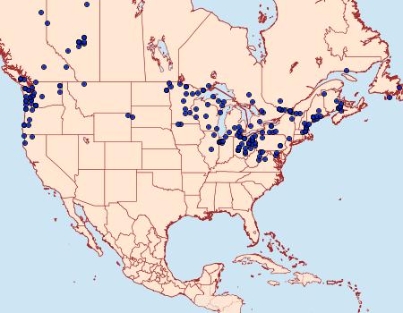 Distribution Data for Protodeltote albidula