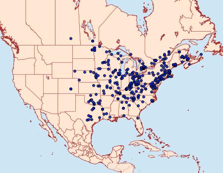 Distribution Data for Maliattha synochitis