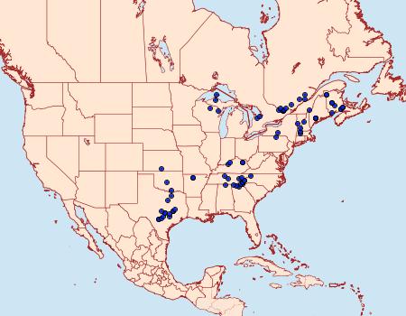 Distribution Data for Maliattha concinnimacula