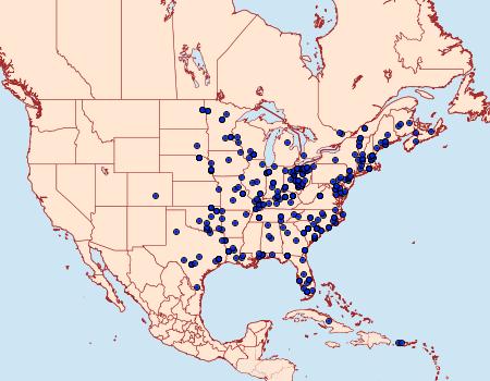 Distribution Data for Homophoberia apicosa