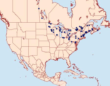 Distribution Data for Capis curvata