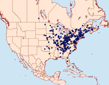 Distribution Data for Leuconycta diphteroides