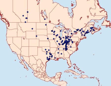 Distribution Data for Leuconycta lepidula