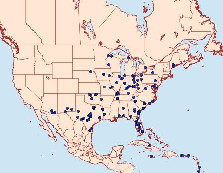 Distribution Data for Amyna stricta