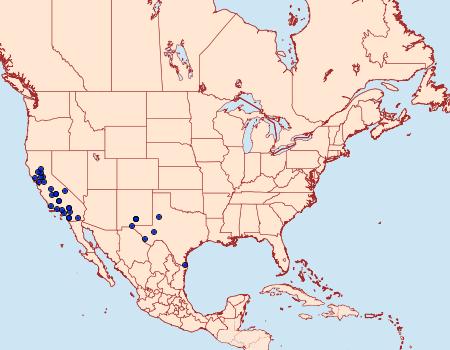 Distribution Data for Copibryophila angelica