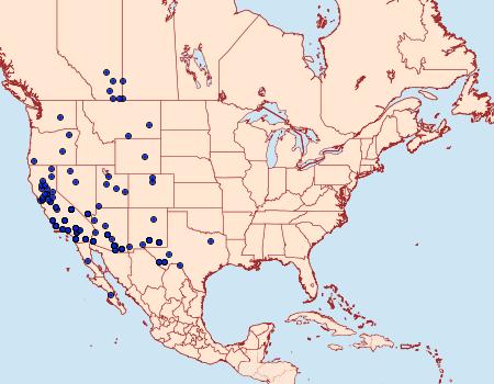 Distribution Data for Ponometia elegantula