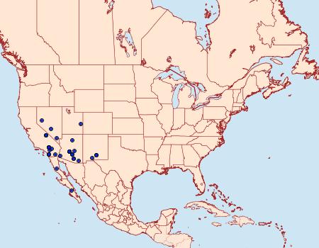 Distribution Data for Tarache arida