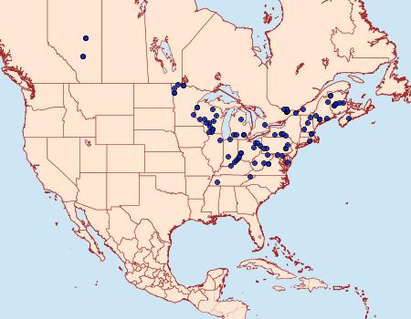 Distribution Data for Semioscopis aurorella