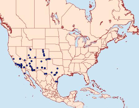 Distribution Data for Acontia cretata