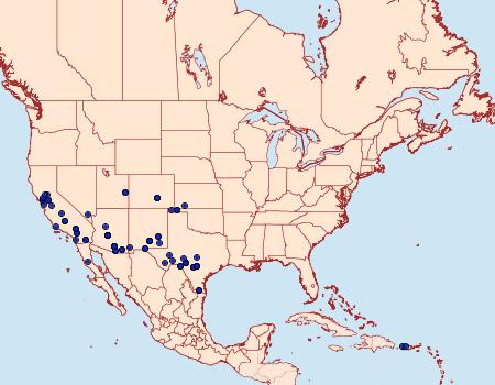 Distribution Data for Bagisara buxea