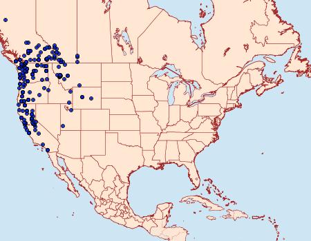 Distribution Data for Panthea virginarius