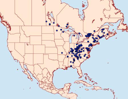 Distribution Data for Colocasia flavicornis