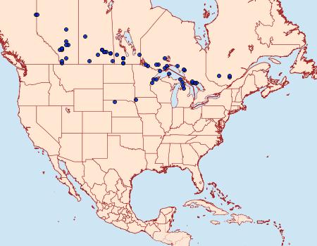 Distribution Data for Acronicta quadrata