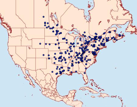 Distribution Data for Acronicta morula