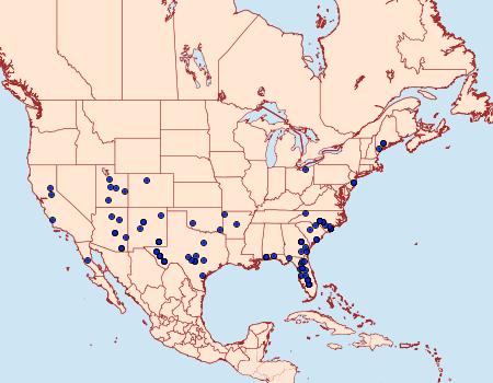 Distribution Data for Acronicta brumosa