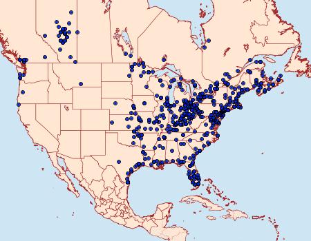 Distribution Data for Acronicta oblinita