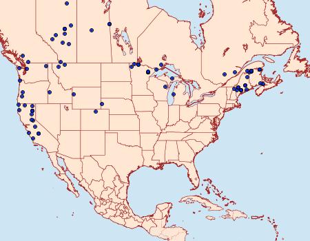 Distribution Data for Alypia langtoni