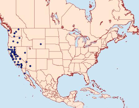 Distribution Data for Alypia ridingsii