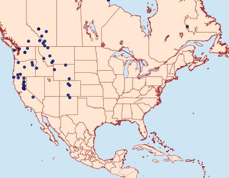 Distribution Data for Androloma maccullochii