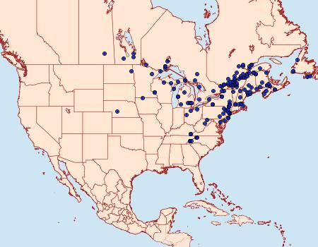 Distribution Data for Apamea verbascoides