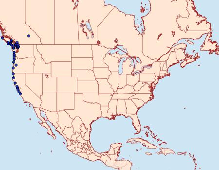 Distribution Data for Apamea maxima